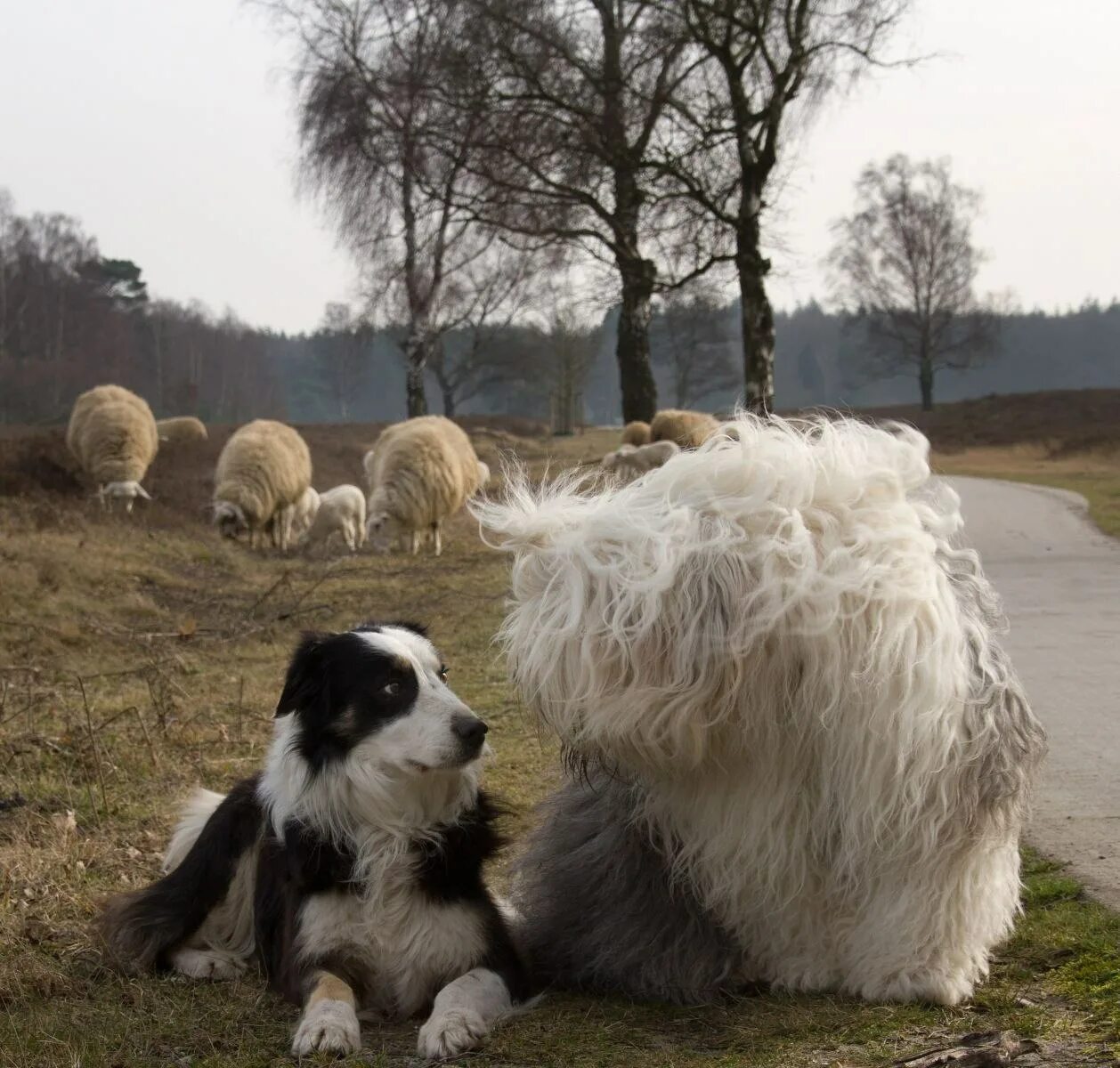 Пасу овечек. Южнорусская овчарка пастух. Южнорусская овчарка пасет овец. Шотландская пастушья бордер колли. Староанглийская овчарка бобтейл.
