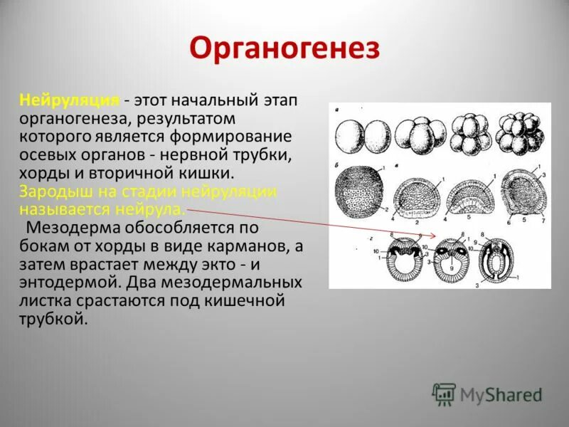 Три стадии характеризующие стадию органогенеза