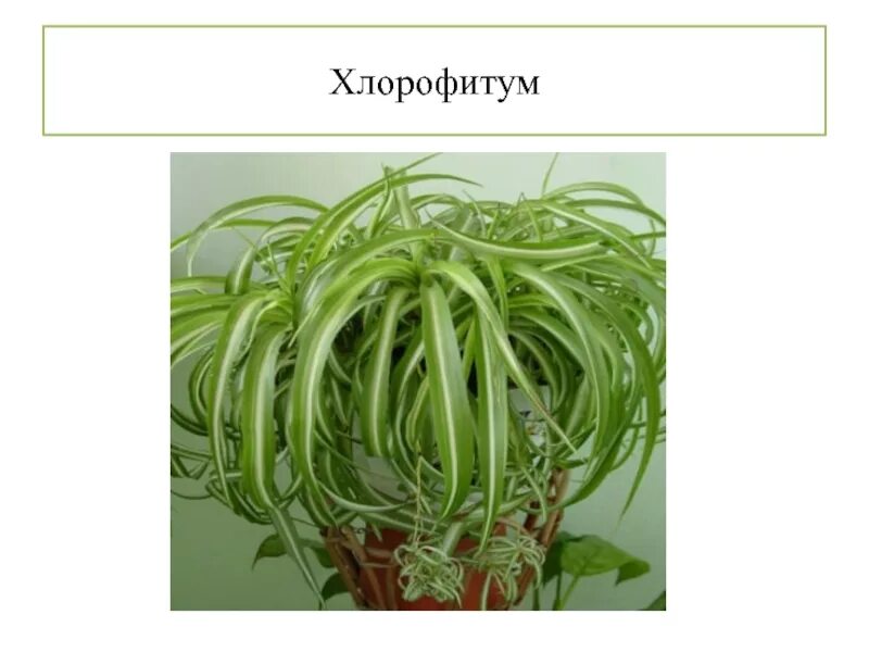 Хлорофитум состав. Хлорофитум бонни. хлорофитум цветонос. хлорофитум макулатум. хлорофитум зеленый.