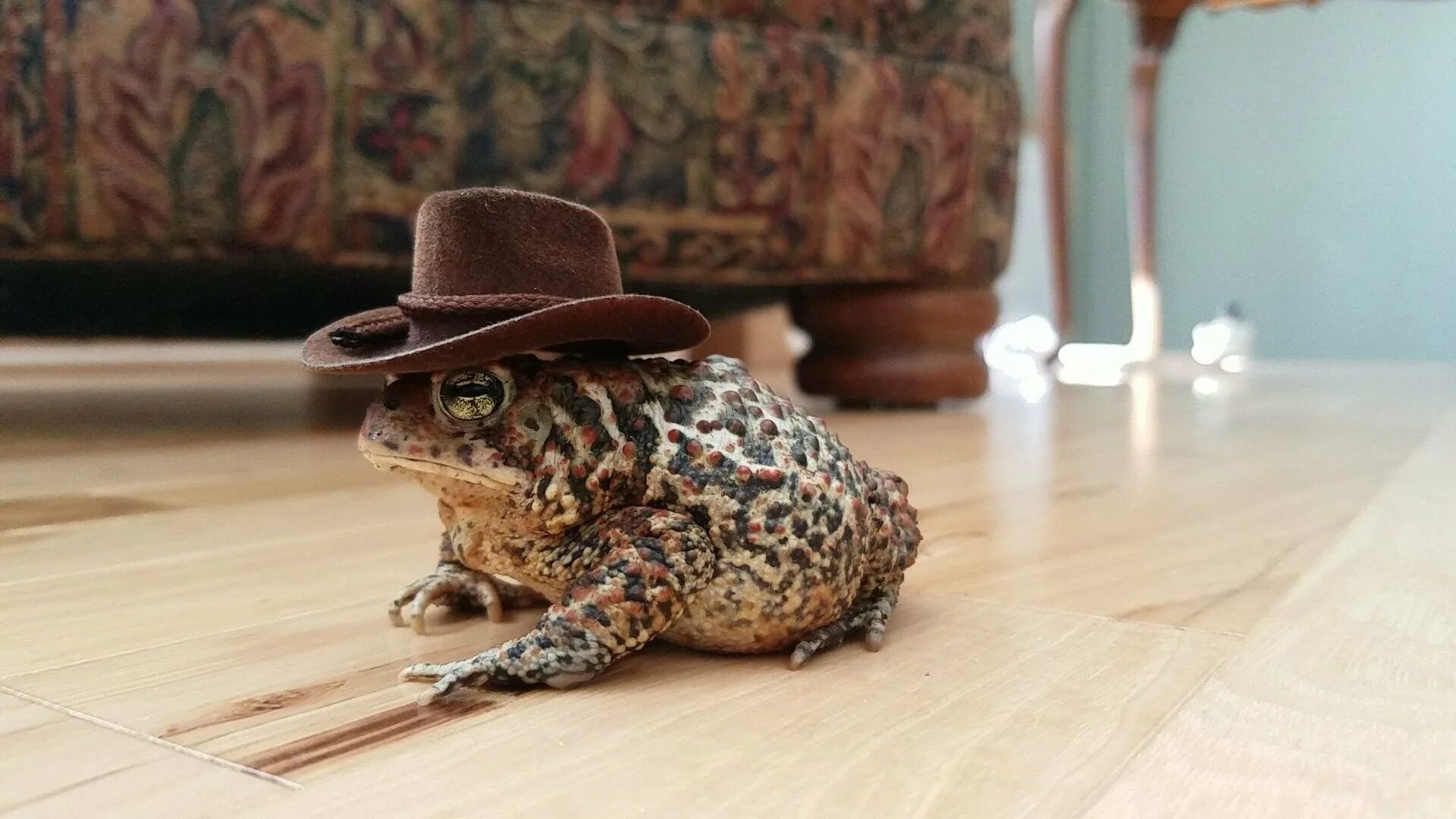 Жаба в шляпе. Жаба в шляпе. Жаба в цилиндре. Лягушка в шляпе. Лягушка с шляпкой.