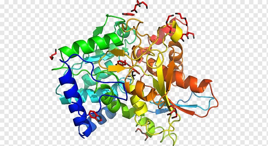 Hox гены. Доменные белки. Фермент цистатионин бета-синтазу (cbs. Гены прокариот. Hox гены.