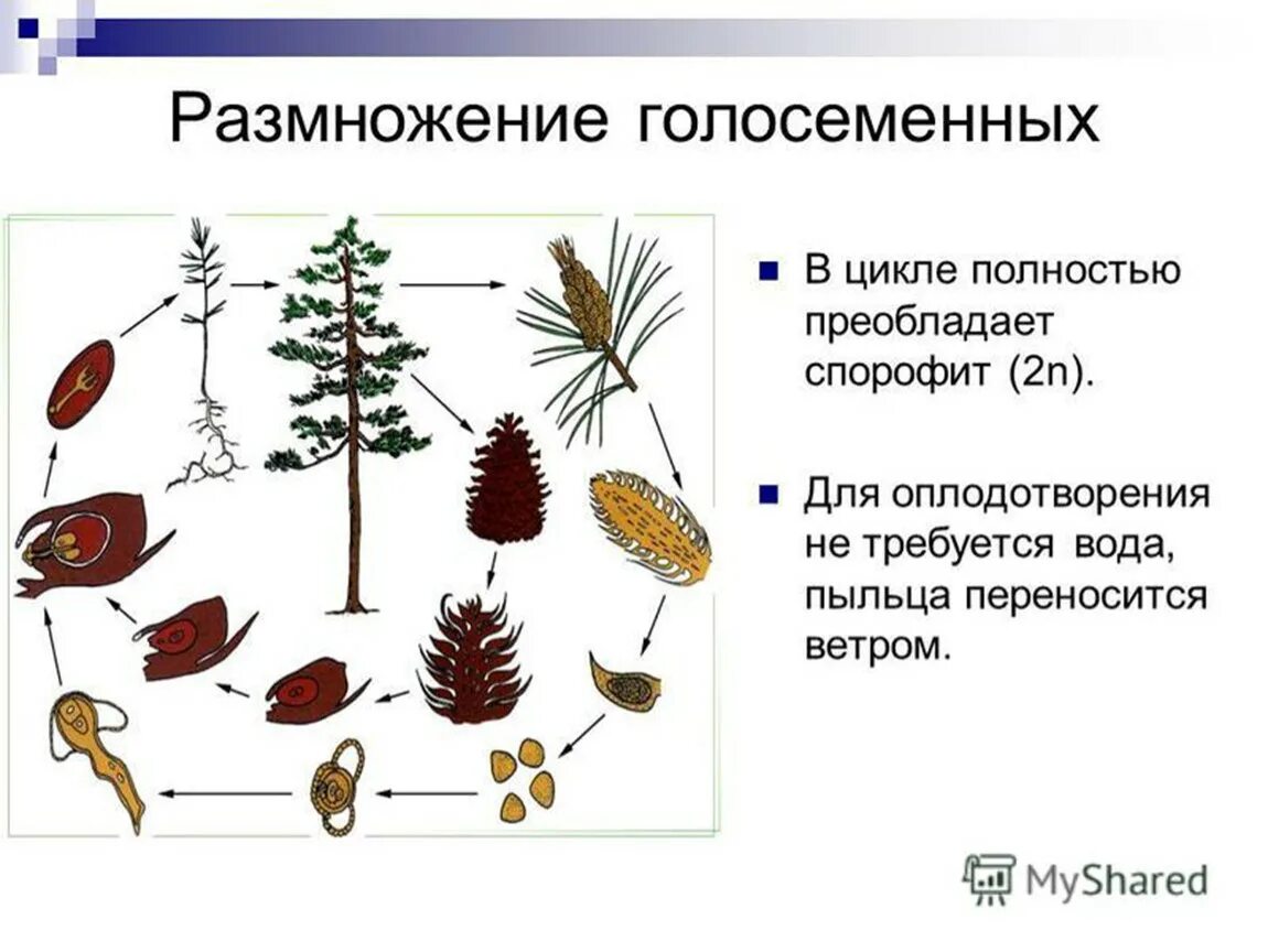 Размножение голосеменных растений схема. Рисунок размножение голосеменных растений. Схема размножения голосеменных растений 6 класс. Схема размножения голосеменных растений 7. Развитие хвойных