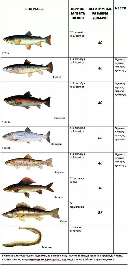 Сколько можно ловить рыбы. Таблица размеров судака для вылова. Размер вылавливаемой рыбы. Размер пойманной рыбы. Промысловый размер рыбы.