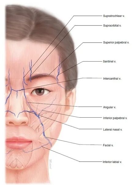 Расположение вен на лице человека. Расположение вен на лице схема.