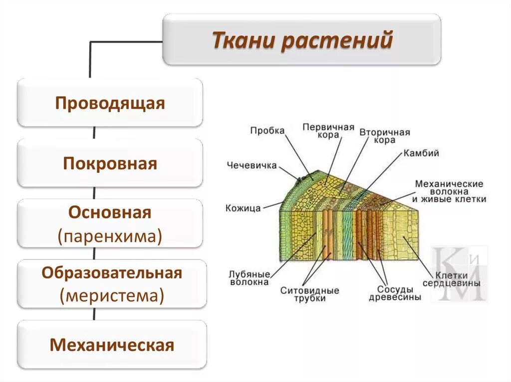 Растительные ткани. Ткани растений покровная механическая Проводящая основная и. Покровная ткань у растений камбий. Образовательная Проводящая покровная основная механическая. Образовательная основная покровная Проводящая механическая ткань.