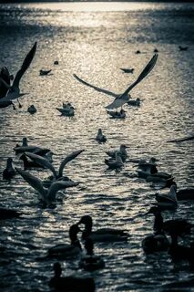 Черно белая птица на воде