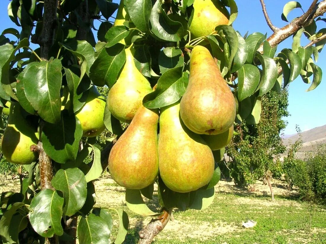 Сорт груши верная. Сорт груши кудесница. Груша верная описание сорта. Сорт груши верная. Груша конкорд.