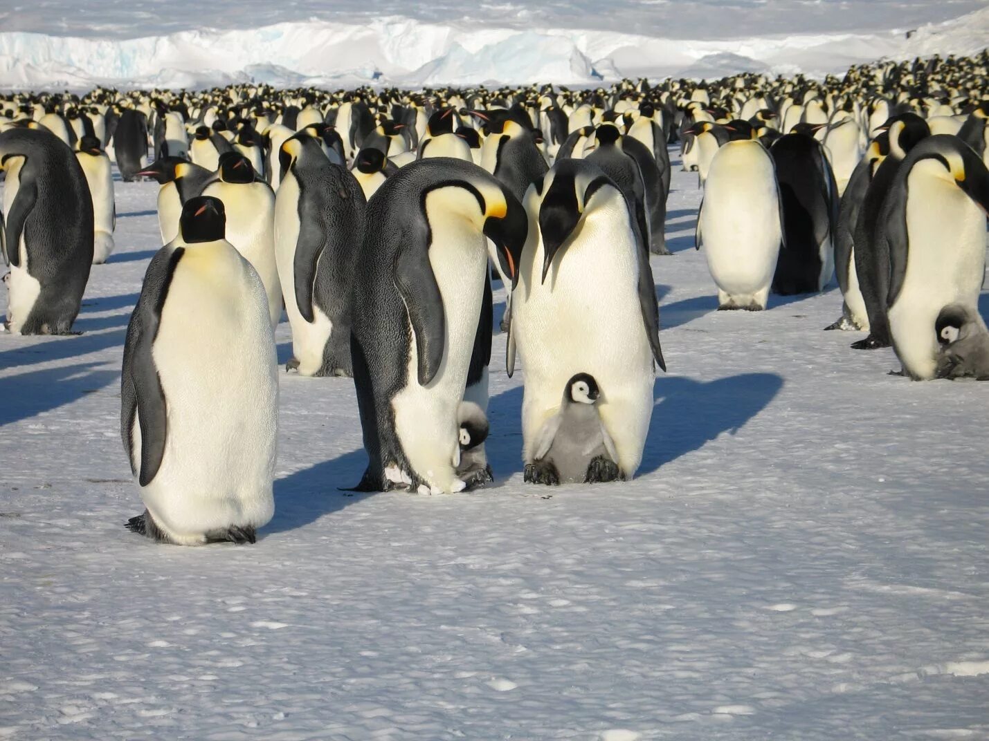 Императорский Пингвин ареал. Антарктида материк пингвины. Пингвины живут в Антарктиде. Пингвины в Арктике или в Антарктиде. На каком материке обитает императорский пингвин