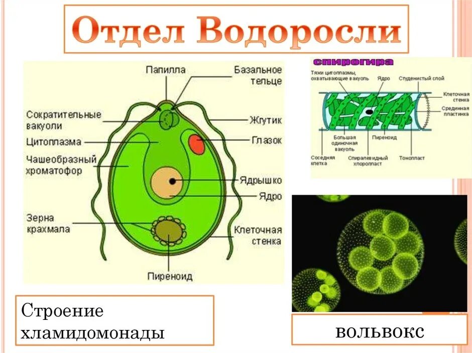 Строение одноклеточной водоросли хламидомонады. Вольвокс и хламидомонада. Одноклеточные водоросли вольвокс. Вольвокс строение клетки.