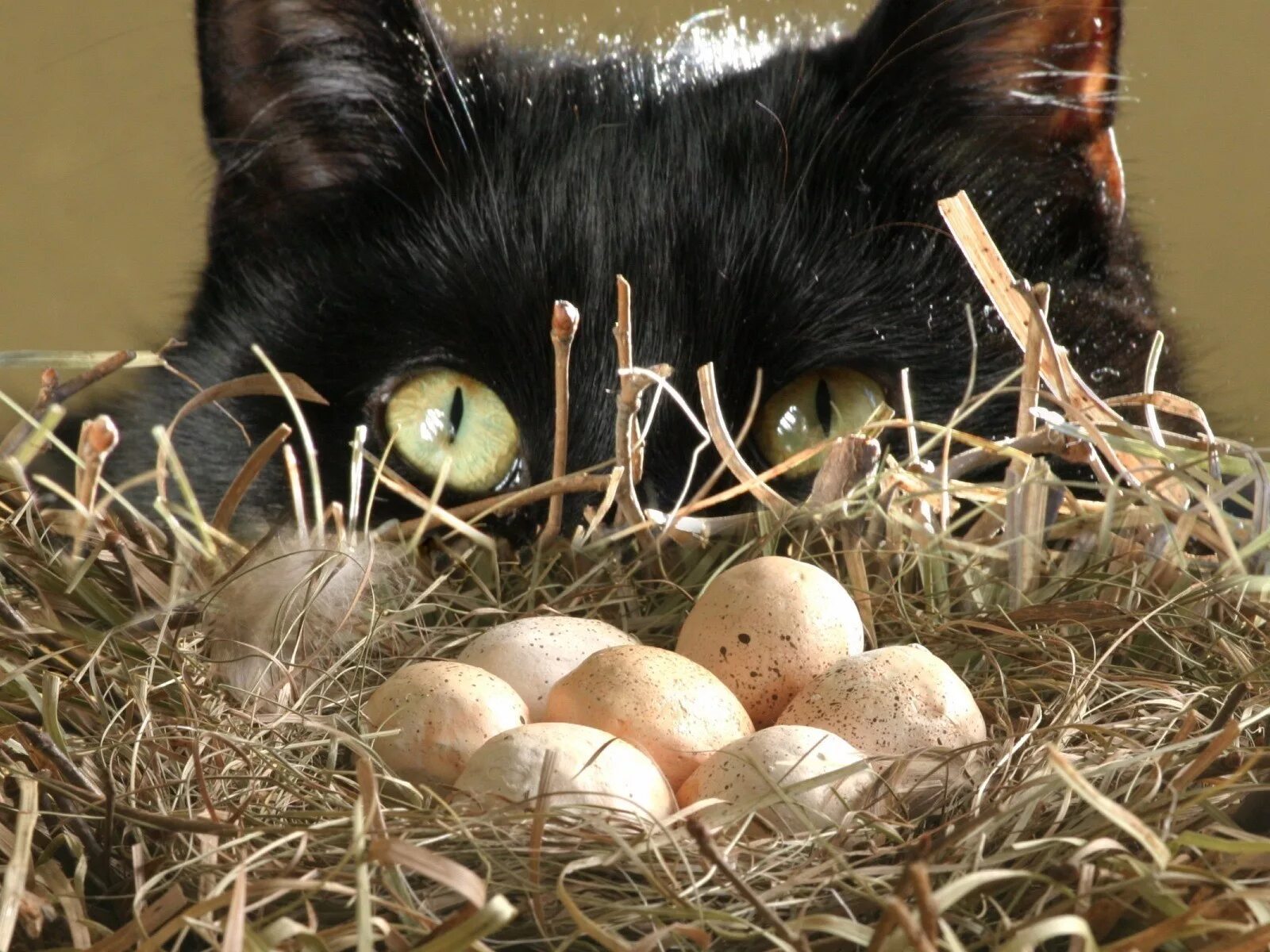 Кошке можно давать яйцо. Пасхальный кот. Гнездо с яйцами. Гнездо для кошки. Кот и Пасха.