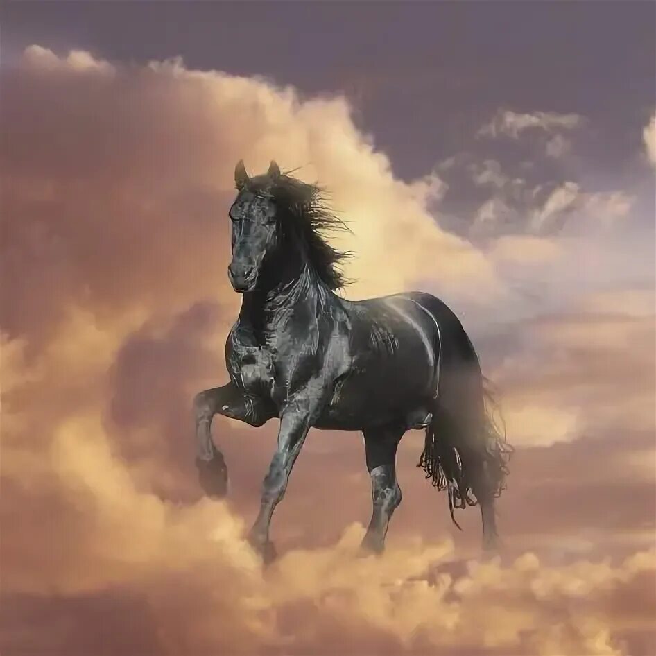 Две лошади красивые картинки. Летящий конь. Horses dreaming. Белый конь. Белая лошадь.