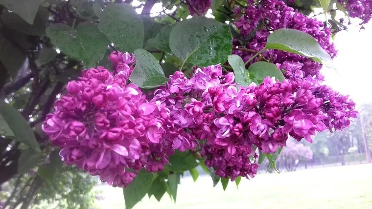 Сирень дождь. Сирень под дождем. Марсово поле сирень. Ветка сирени дождь.