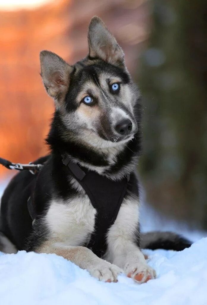 Husky German Shepherd mix I found (shepdsky) : aww Dog breeds, Cute animals, Cut