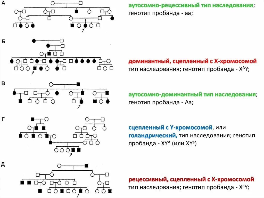 Рецессивно доминантный тип наследования. Родословная с аутосомно-рецессивным типом наследования. Определите Тип наследования признака в родословной. Типы наследования признаков схема. Как определить типы наследования по схеме.