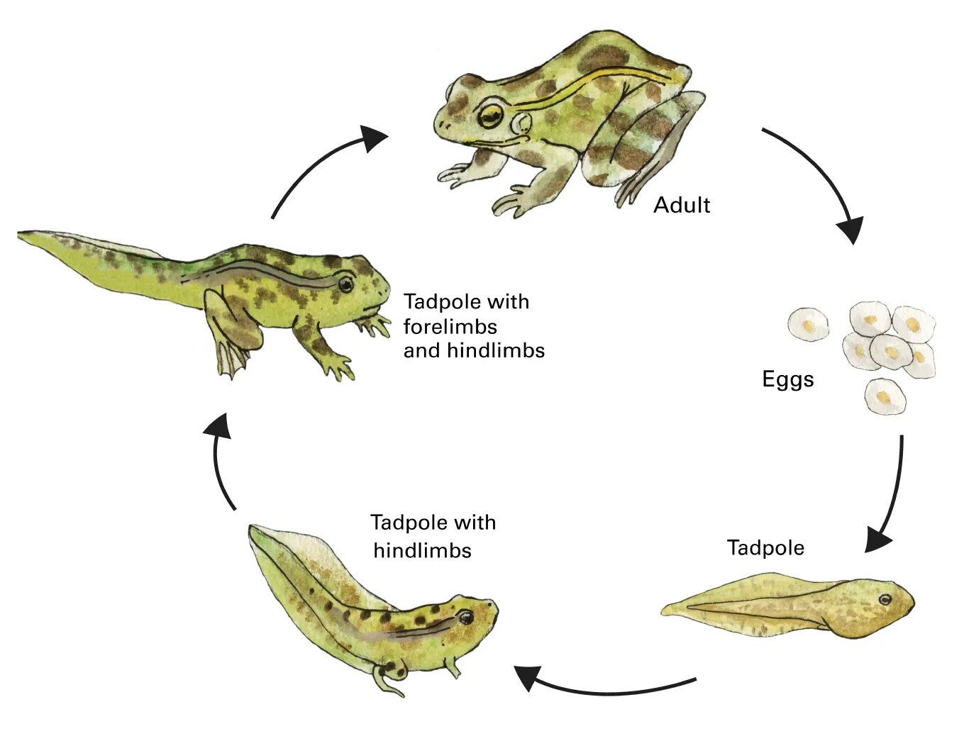 Tadpole Cells Clones. Tadpole Flashcard. Птицы Земноводный у кого прямое развитие. Tadpole перевод на русский. Земноводное у которого раньше всех заканчивается метаморфоз