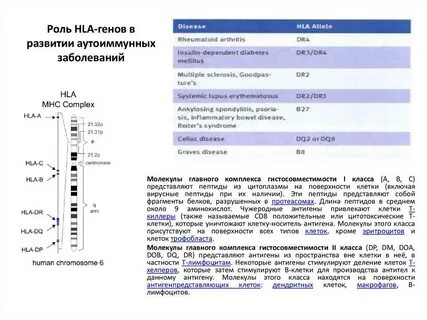 Hla антител