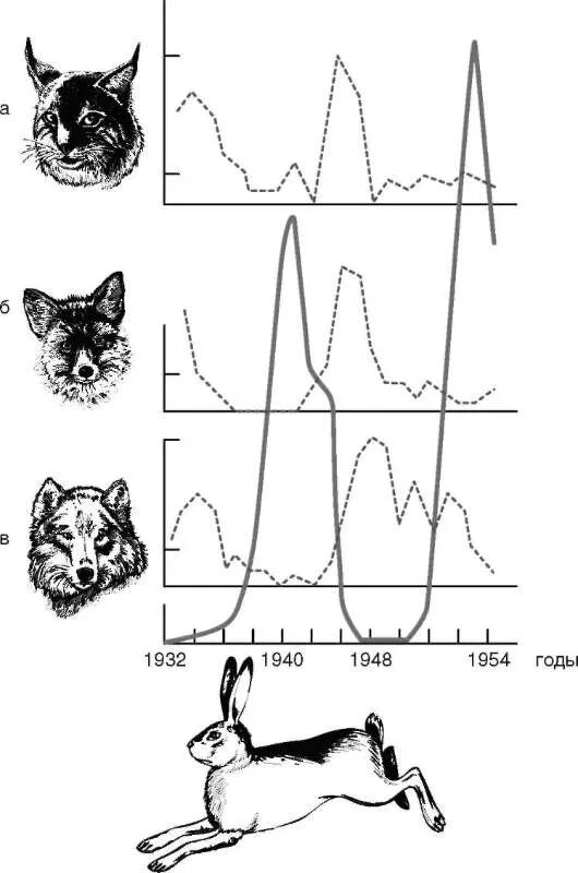 Установи соответствие популяционные волны. Четвериков популяционные волны. Периодические популяционные волны. Популяционные волны волки и зайцы. Популяционные волны хищник жертва.