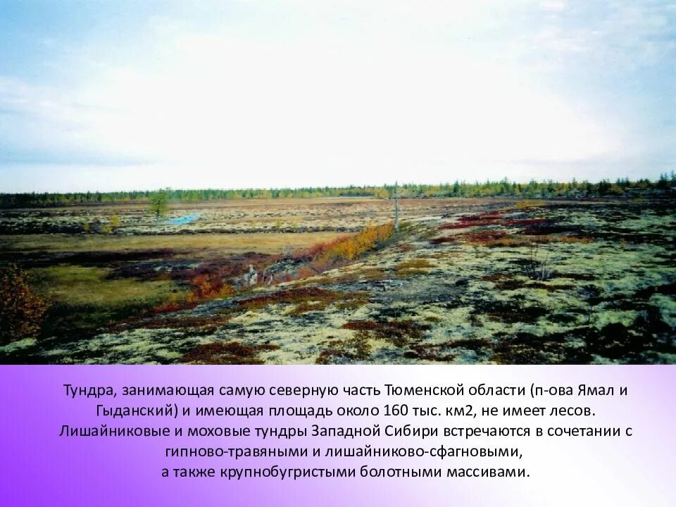 Площадь занятая тундрой. Географическое положение тундры в россии. Площадь занятая тундрой. Подзона типичной (мохово-лишайниковой) тундры. Лесотундра географическое положение.