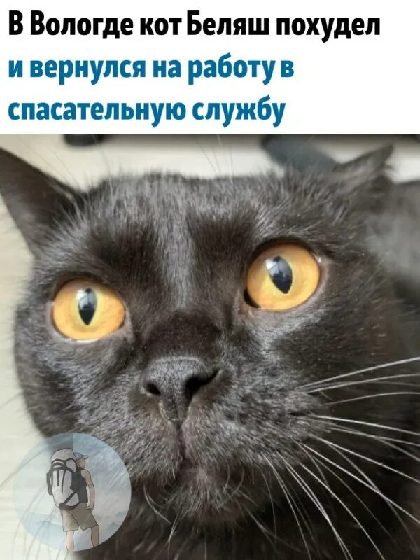 Сможешь кот. Мысли кота приколы. Сможешь кот. Котофей фото. Кошка кристинка.