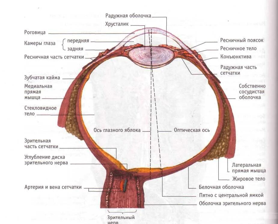 Фиброзная оболочка строение и функции. Горизонтальный разрез глазного яблока анатомия. Строение оболочек глазного яблока. Строение оболочек глазного яблока анатомия. Строение глаза анатомия латынь.