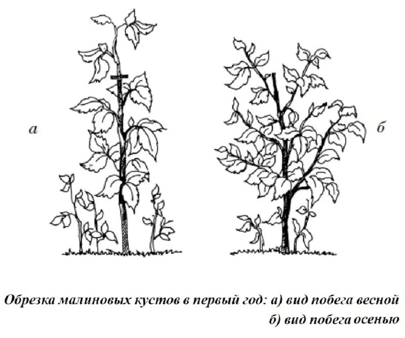 Обрезка малины по соболеву. Малина Таруса малиновое дерево обрезка. Штамбовая малина формирование куста. Малина дерево Таруса обрезка. Штамбовая малина формировка куста.