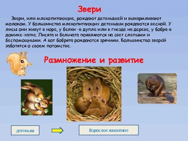 Звери или млекопитающие рождают. Рождение детёныша млекопитающего. Животные рождают детенышей и выкармливают. Млекопитающие рождают детёнышей и выкармливают их.