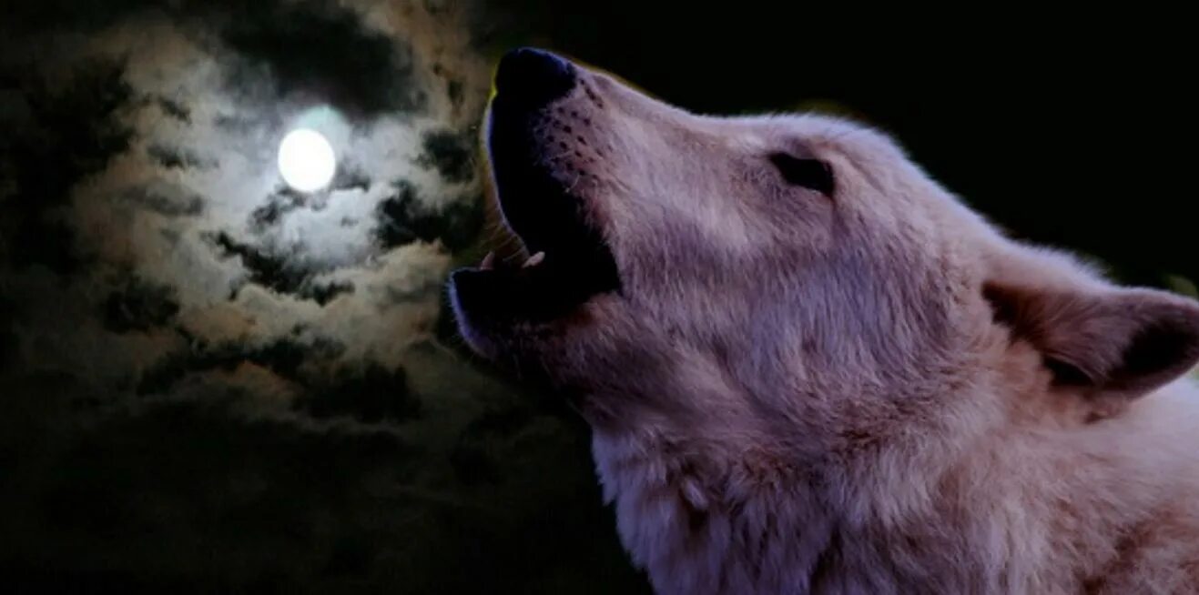 Собака гавкает ночью. Собака воет. Волк воет на луну. Вой собаки на луну. Собака воет ночью.