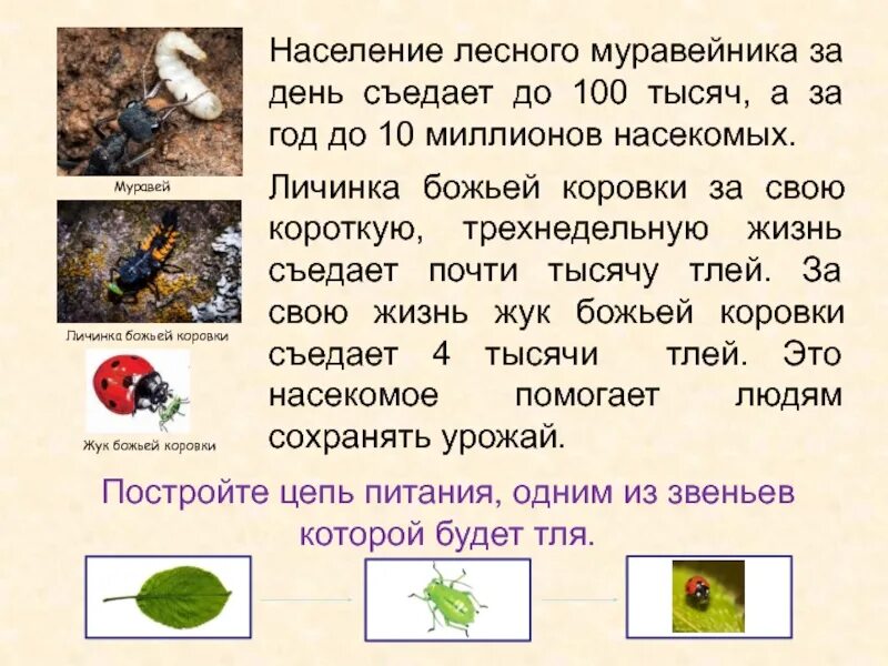 Рабочие листы кто что ест 3 класс. Кто что ест презентация. кто что ест 3 класс окружающий мир. проект кто что ест окружающий мир 3 класс. кто что ест окружающий мир 3 класс презентация.