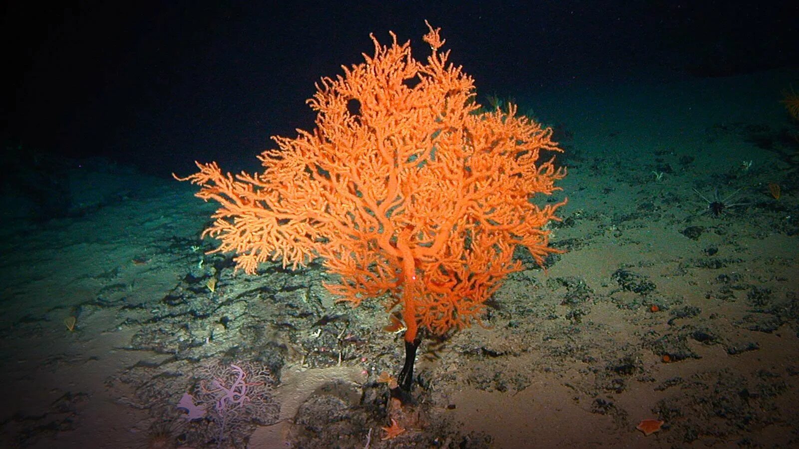 Литотамнион водоросли. Пейсонелия водоросль. Глубоководная красная водоросль. Диатомеи водоросли Тихого океана.