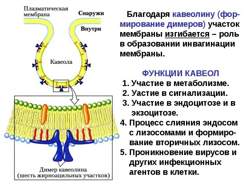 Кавеолин зависимый эндоцитоз. Кавеолы это. Кавеолы. Кавеолы. Кавеолы это.