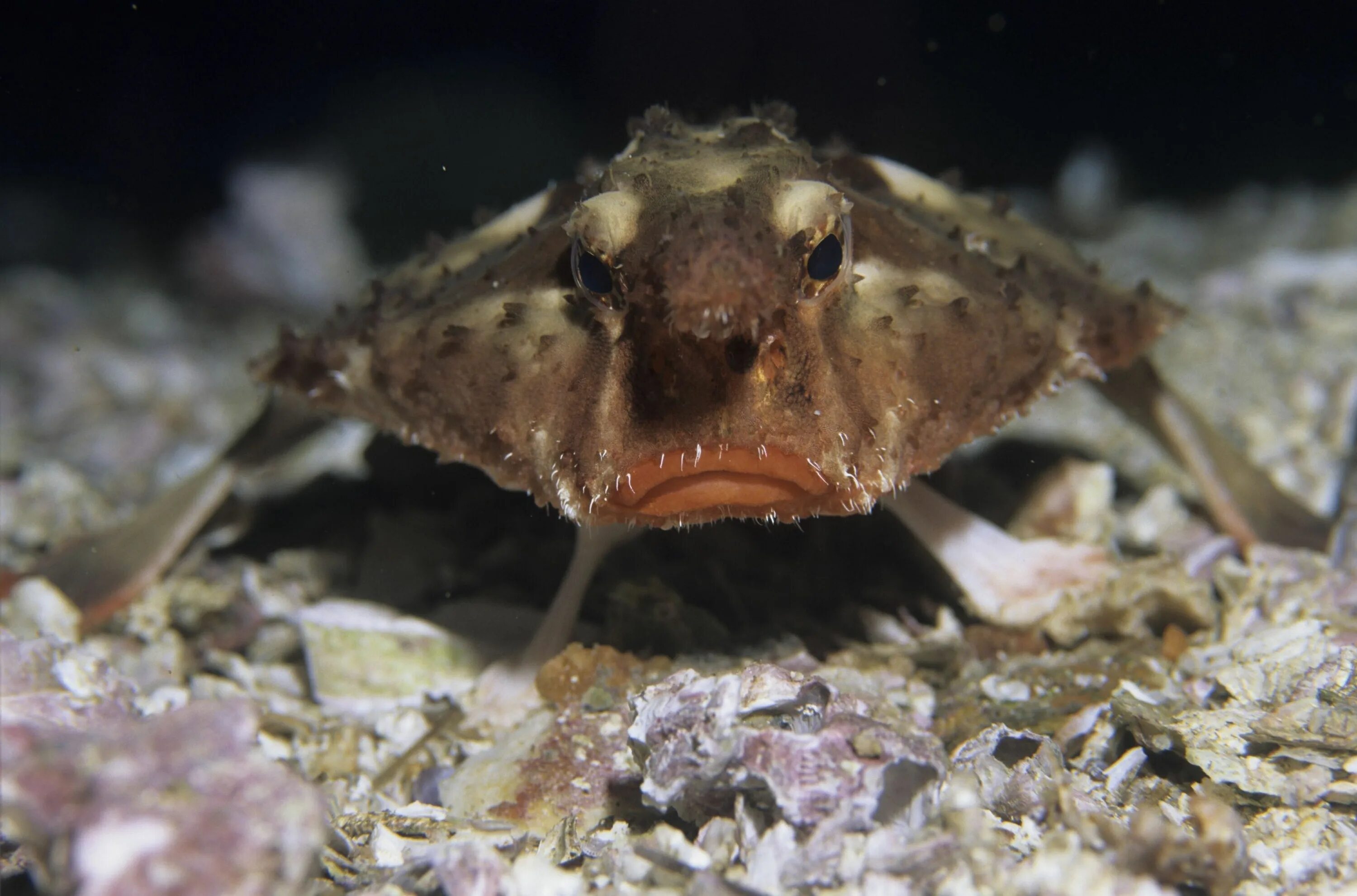 Рыбку мышкой. Рыбку мышкой. Красногубая рыба-ласточка. Рыбку мышкой. Позвоночные животные рыбы.