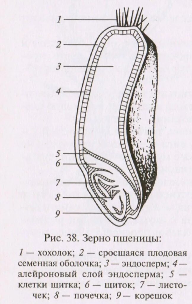 Какое строение семени пшеницы. Строение зерновки злаковых культур. Схема строения зерна пшеницы. Строение зерна пшеницы зерновки. Строение зерновки хлебных злаков.