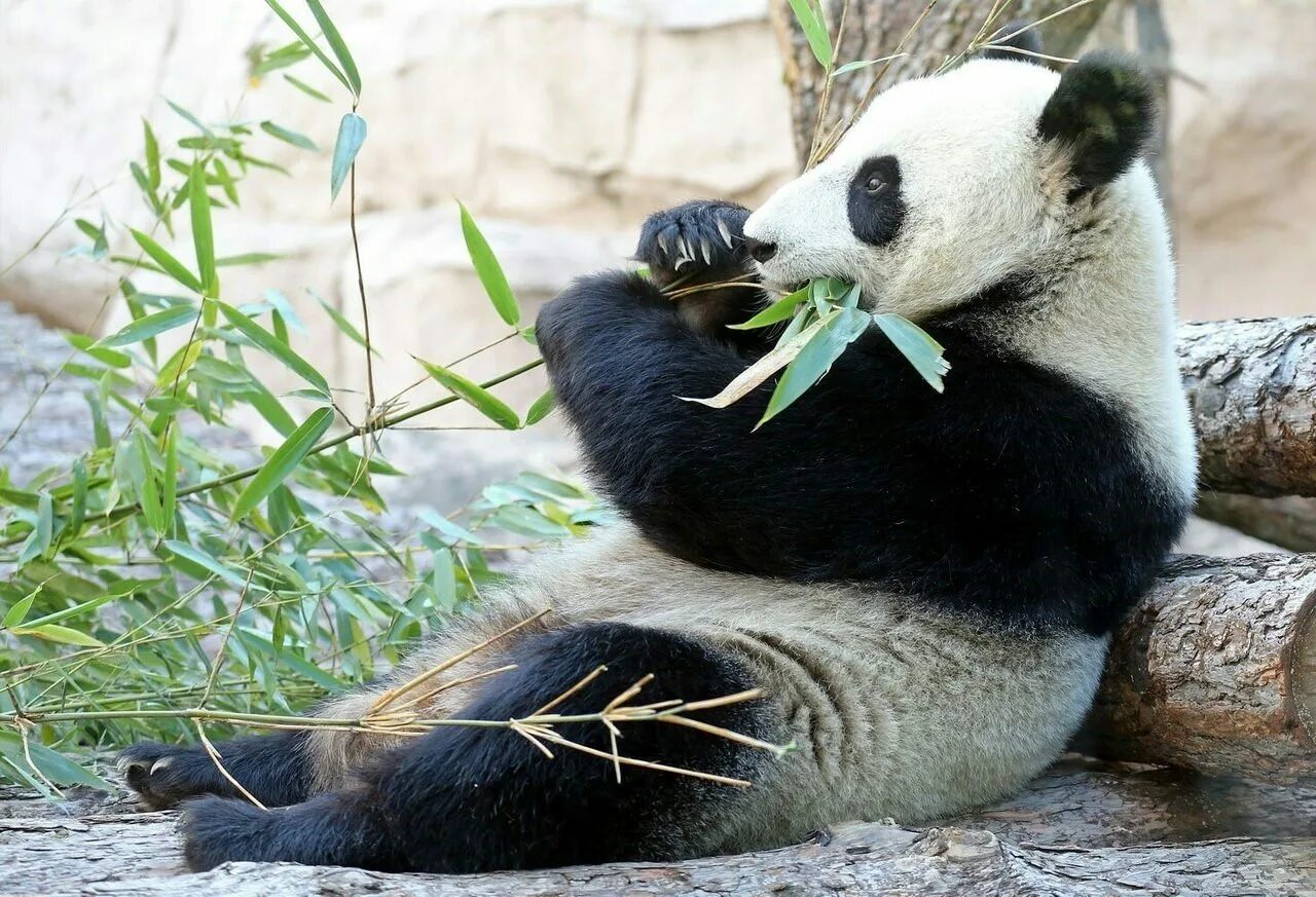 Фауна китая московский зоопарк. Ленивая Панда. Панда в зоопарке. Московский зоопарк животные Панда.