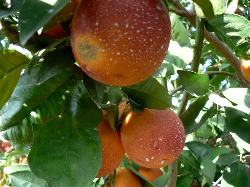 Апельсиновое дерево гамлин. Сорт апельсинов вашингтон. Валенсия оранж. Описание сортов апельсинов. Апельсин сорт оранж.