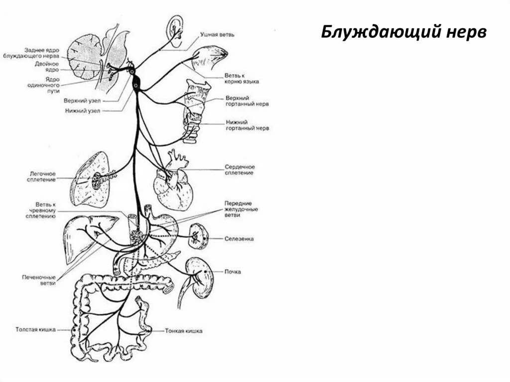 Головной отдел блуждающего нерва. Схема блуждающего нерва анатомия. Блуждающий нерв анатомия схема. Блуждающий нерв анатомия схема топография. Блуждающий нерв иннервация сердца схема.