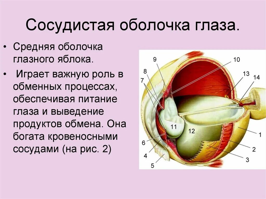 Оболочки глазного яблока. Сосудистая оболочка глазного яблока. Слои сосудистой оболочки глаза. Сосудистая оболочка глазного яблока строение.