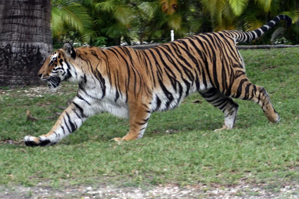 Тайгер на русском. Тигр бежит. Тигр животное скорость бега. Бегущий тигр фото. Игра тигр бежит.