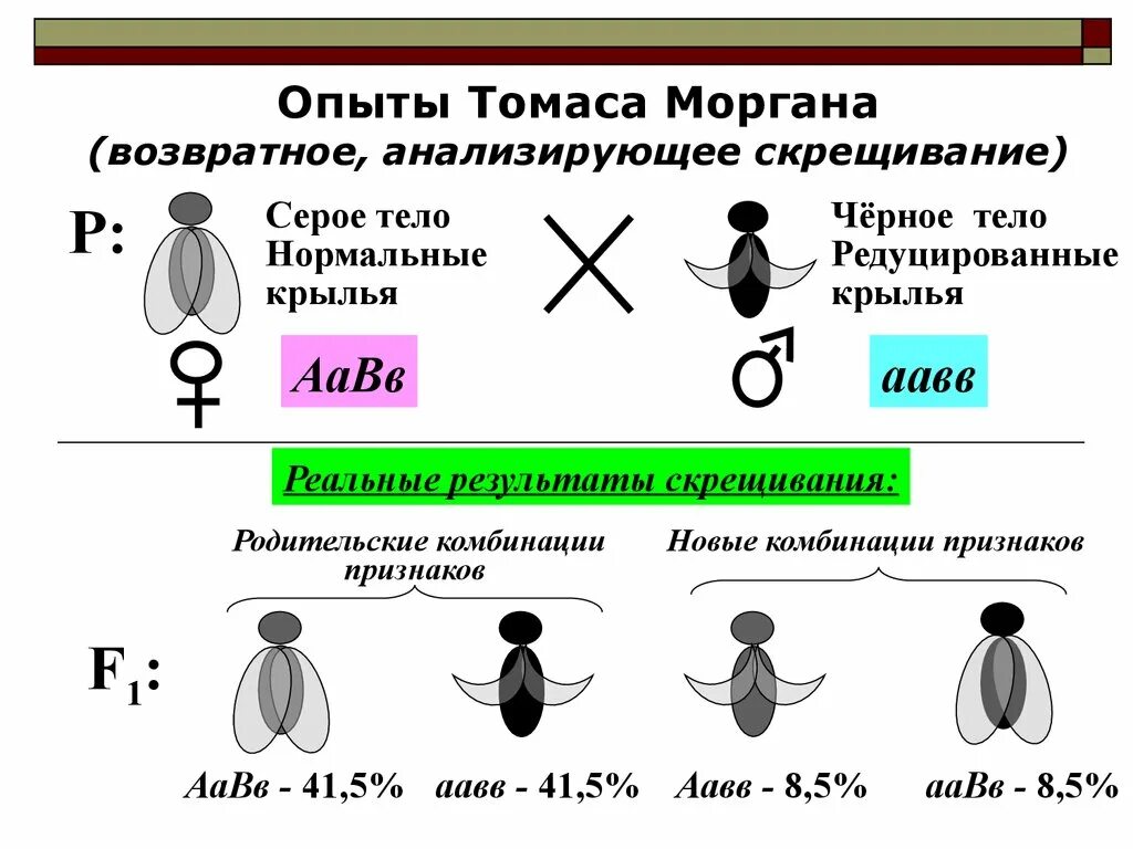 Морган закон сцепленного наследования опыты. Сцепленное наследование опыты Моргана. Эксперименты т Моргана схемы СКРЕЩИВАНИЙ.