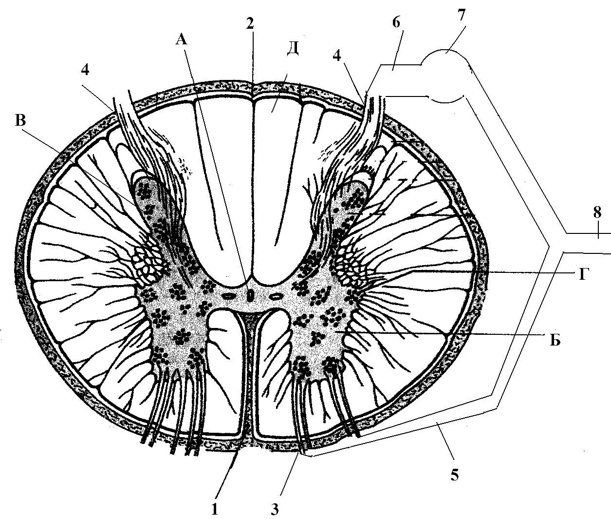 Поперечный срез спинного мозга. Строение спинного мозга на поперечном разрезе. Спинной мозг бабочка в разрезе. Срез спинного мозга рисунок.