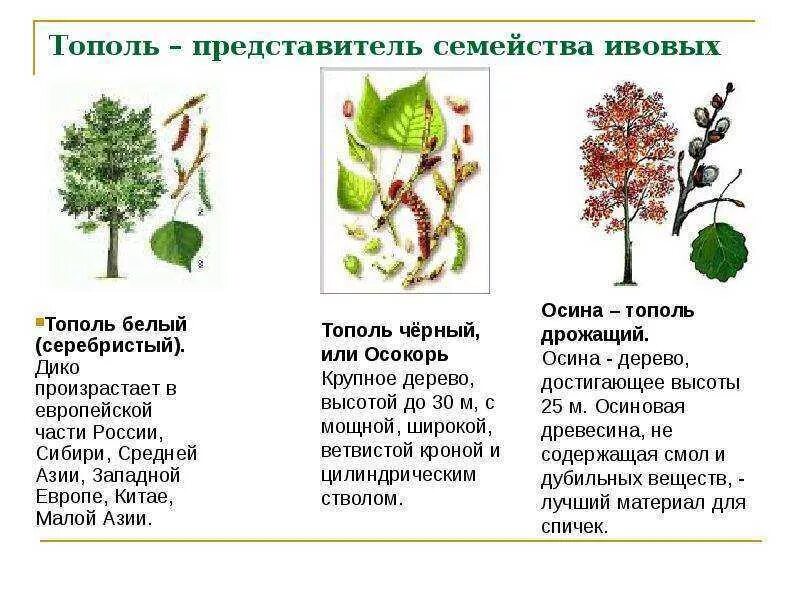 Осокорь чёрный Тополь растение. Тополь дерево описание. Ивовые представители. Тополь виды деревьев. Тополь множественное