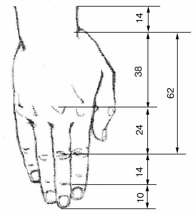 Длина рук составляет. Золотое сечение в пропорциях человека. Фаланги пальцев золотое сечение. Пропорции ладони. Пропорции руки человека.