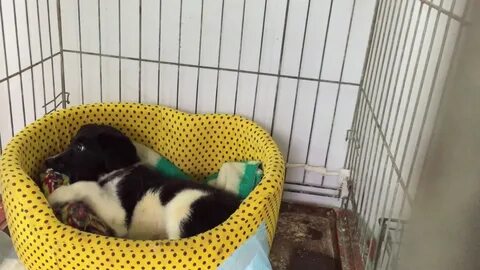 Приют иваново