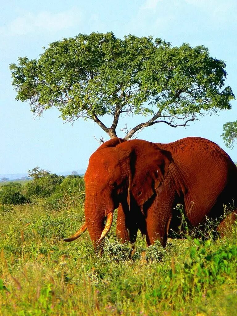 Красный слоник. Африканские животные. Слоны в природе. Слоны в Африке. Крупные животные Африки.