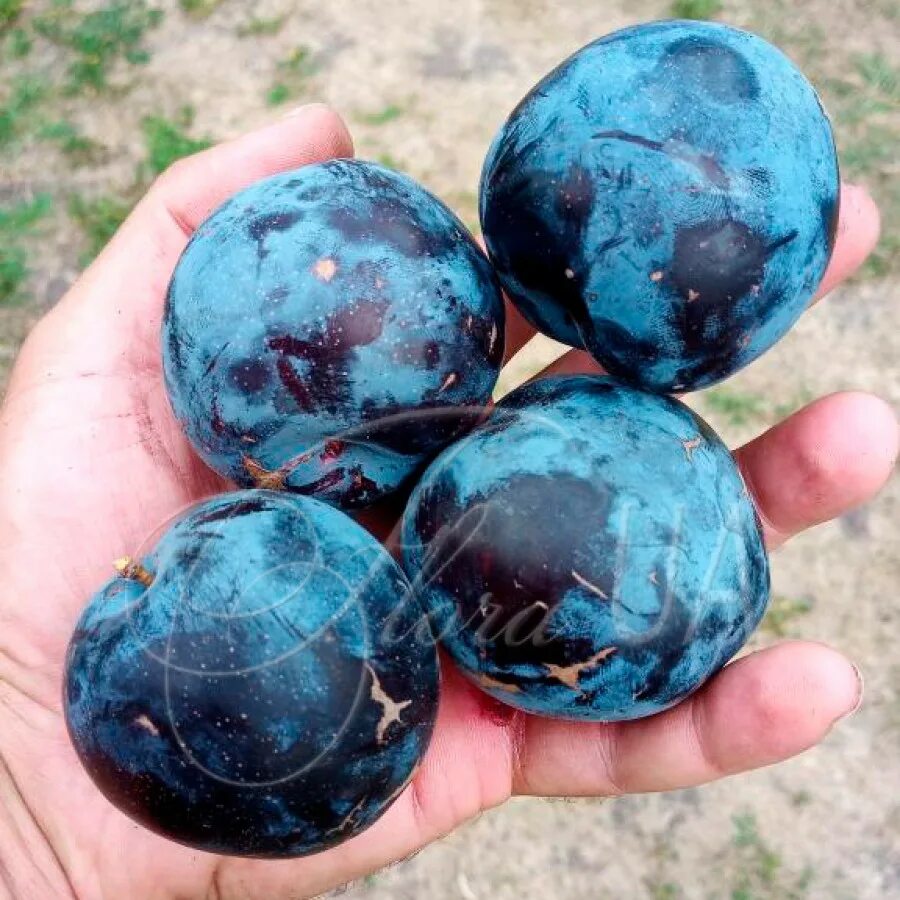 Слива бербанк гигант описание сорта фото отзывы. Слива гигант бербанк. слива пирамидальная бербанк гигант. слива пирамидальная бербанк гигант (с10). слива бербанк гигант вкус.