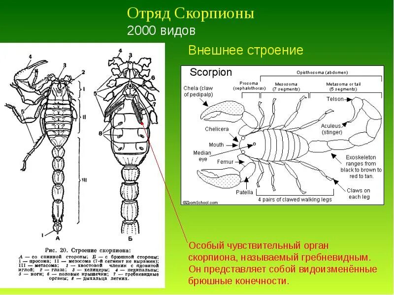 Скорпионы паукообразные строение. Внешнее и внутреннее строение скорпионов. Внешнее строение скорпиона. Строение скорпиона схема.