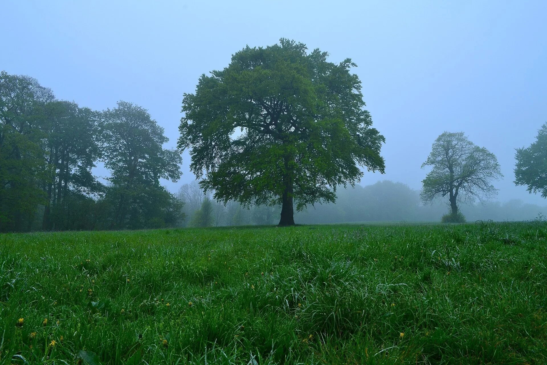 Дерево в поле. Одинокое дерево в лесу. Деревья в тумане. Одинокое дерево в поле.