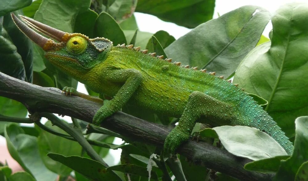 Хамелеон джексона. Trioceros jacksonii. Рогатый хамелеон Джексона. Джексон Джексон хамелеон.