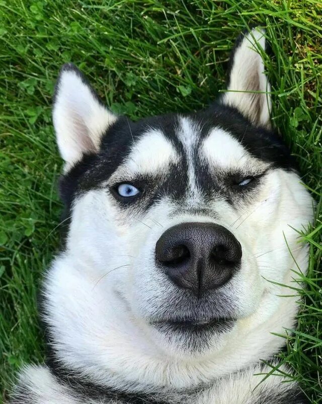 смешная лайка. забавные хаски. довольный хаски. смешные лайки. собака удивление.