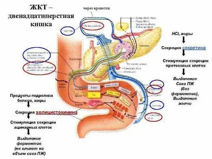 Секретин и холецистокинин
