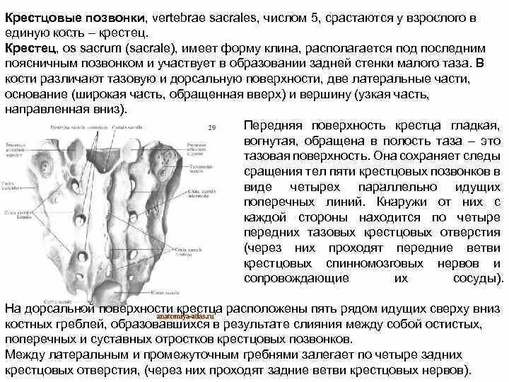 Образована тремя сросшимися костями. Сросшиеся крестцовые позвонки. Крестцовый отдел характеристика. В единую кость срослись позвонки:. Сросшиеся кости крестца.